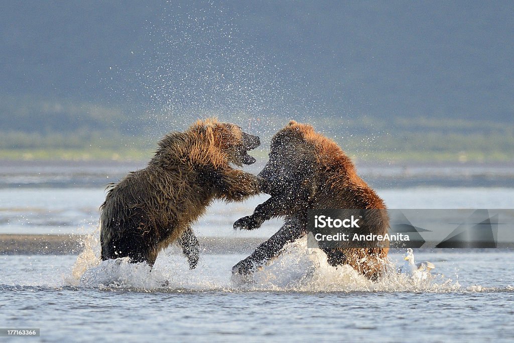 Orso Grizzly lotta - Foto stock royalty-free di Acqua