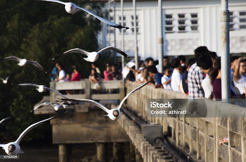 Gaivota em BangPu, Tailândia - Foto de stock de Alimentar royalty-free