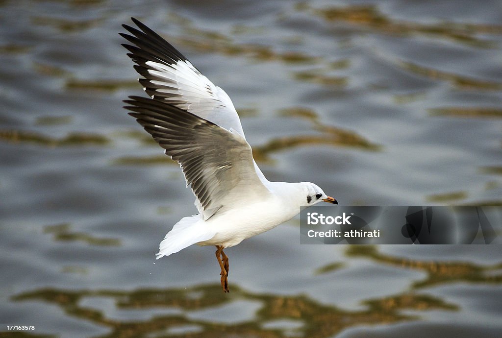 Gaivota em BangPu, Tailândia - Royalty-free Animal Foto de stock