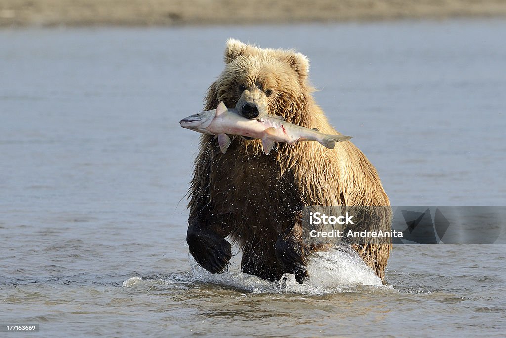 Grizzly la pêche - Photo de Ours libre de droits