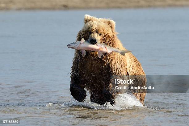 그리즐리 베어 낚시는요 곰에 대한 스톡 사진 및 기타 이미지 - 곰, 먹기, 물고기