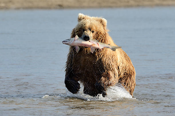 Grizzly Bear fishing Grizzly Bear with caught salmon brown bear catching salmon stock pictures, royalty-free photos & images
