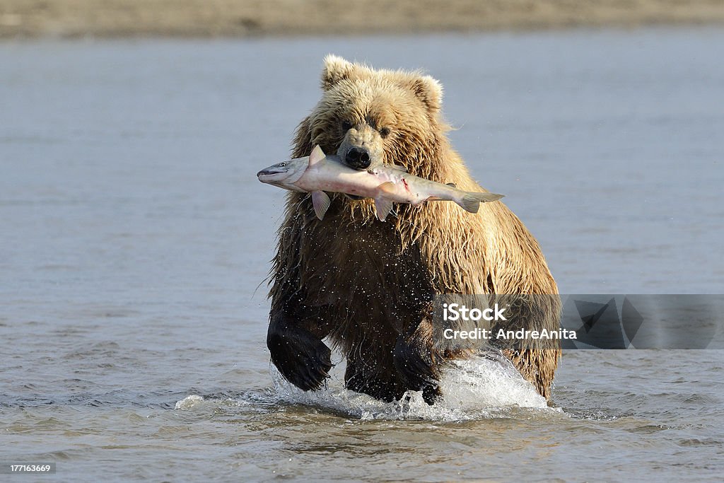 Grizzly Bear pesca - Foto de stock de Urso royalty-free