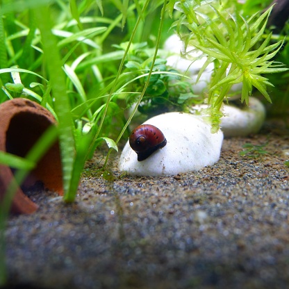 An aquatic snail in a planted aquarium