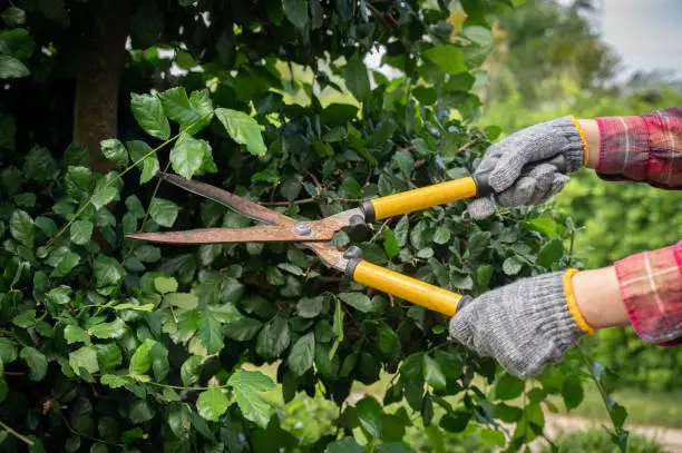 Removing dead or damaged growth, and cutting back unruly or unwanted growth, can really help refresh your plants.