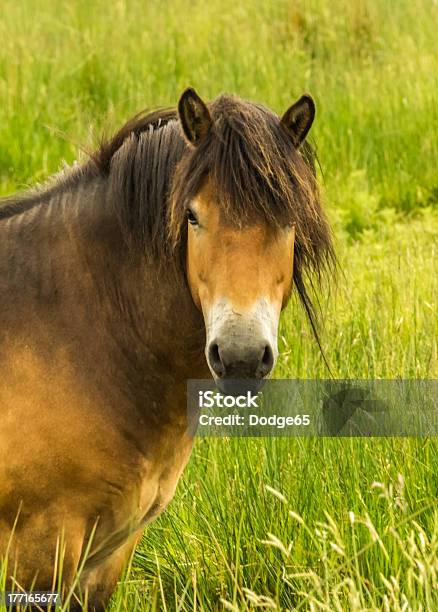 Rare Wild Horse Breed Poni De Exmoor Foto de stock y más banco de imágenes de Aire libre - Aire libre, Animal, Animal callejero