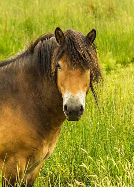 istock Rare Wild Horse Breed Exmoor Pony 177165677