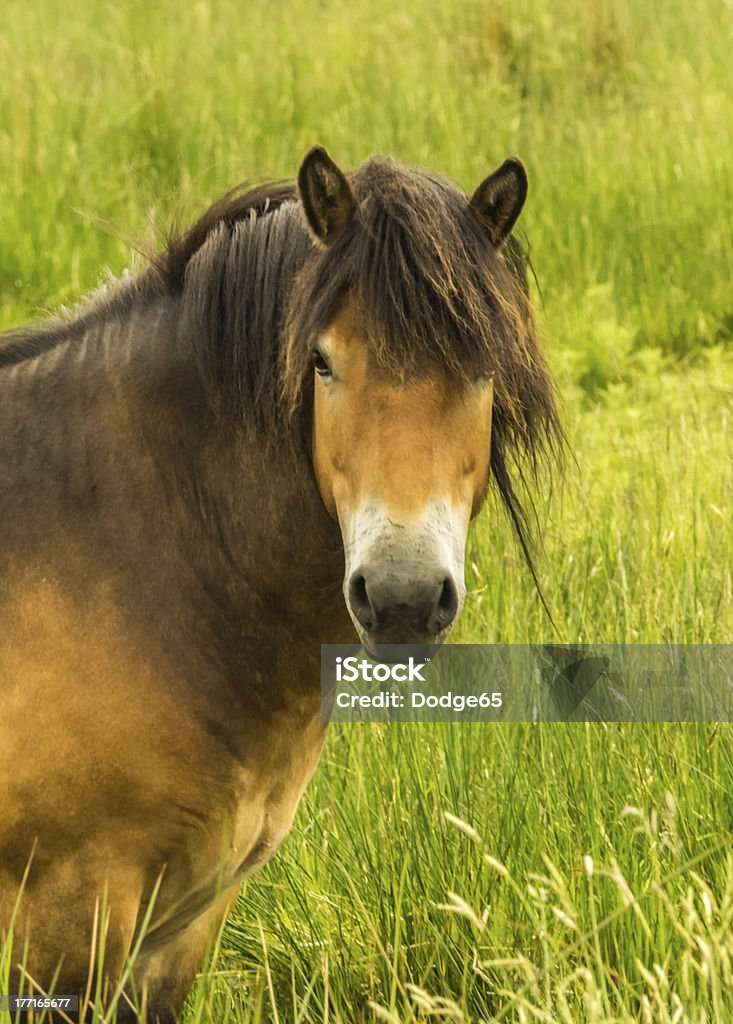 Rzadkie Wild Horse Breed Exmoor Pony - Zbiór zdjęć royalty-free (Anglia)