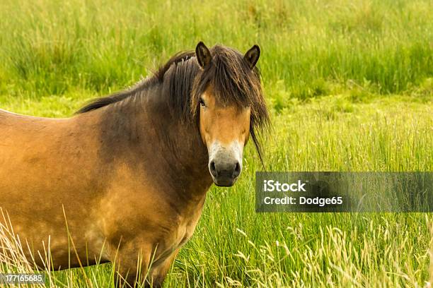 Photo libre de droit de Rare Wild Horse Race Poney Dexmoor banque d'images et plus d'images libres de droit de Angleterre - Angleterre, Animal errant, Animaux à l'état sauvage
