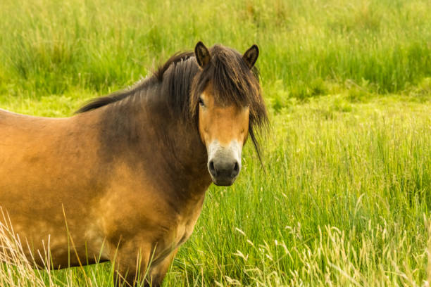 istock Rare Wild Horse Breed Exmoor Pony 177165685