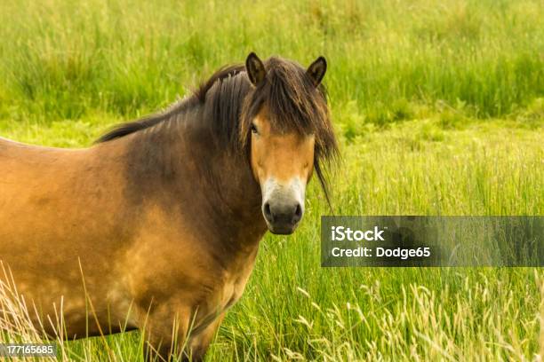 Foto de Wild Horse Raça Rara Pônei De Exmoor e mais fotos de stock de Animais em Extinção - Animais em Extinção, Animal, Animal Perdido