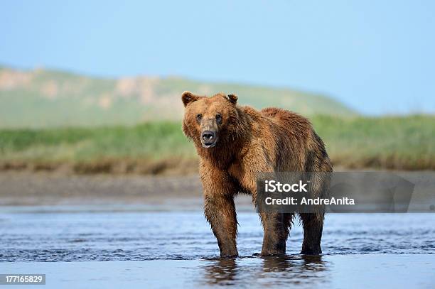 Grizzlybären Bear Stockfoto und mehr Bilder von Abenddämmerung - Abenddämmerung, Alaska - US-Bundesstaat, Aufnahme von unten