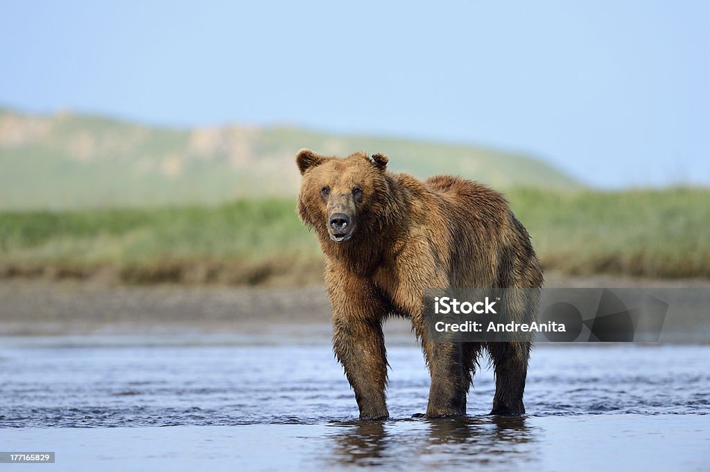 Grizzly Bear - Royalty-free Alasca Foto de stock