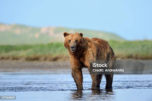 Grizzly Bear - Fotografias de stock e mais imagens de Alasca - Alasca, Andar, Animais caçando