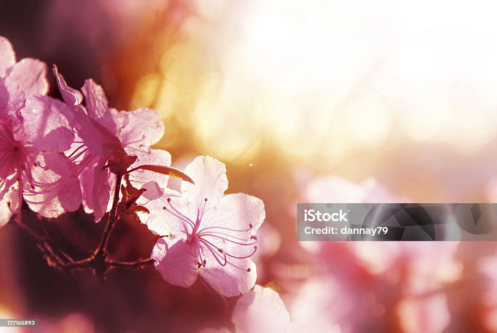 Abstract Pink Flowers foco suave - Foto de stock de Flor libre de derechos