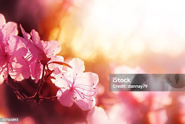 抽象的なピンクの花の Soft Focus - 春のストックフォトや画像を多数ご用意 - 春, 絵画調, 花