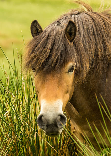 istock Rare Wild Horse Breed Exmoor Pony 177166038