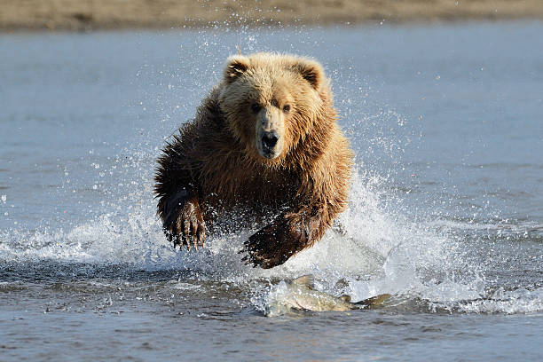 Grizzly Bear Grizzly Bear jumping at fish estuary photos stock pictures, royalty-free photos & images