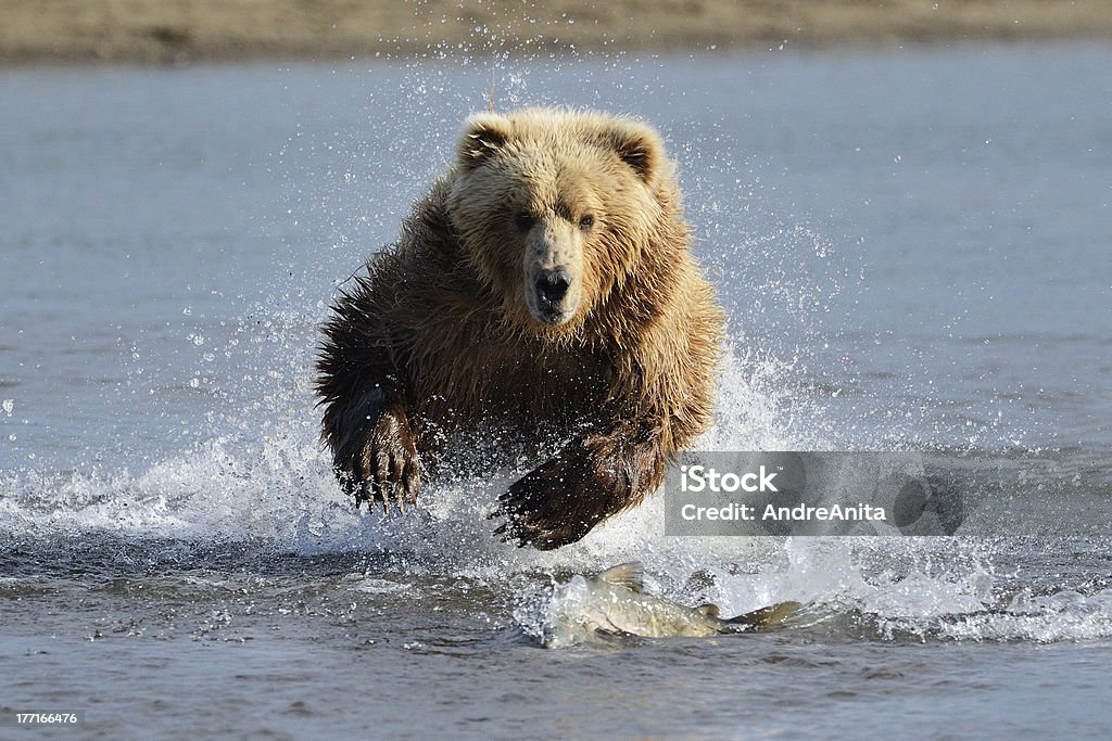 Grizzly Bear - Foto de stock de Urso royalty-free