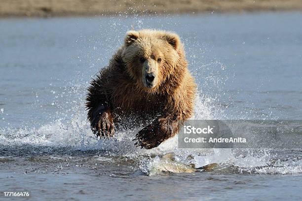 Foto de Grizzly Bear e mais fotos de stock de Urso - Urso, Correr, Alasca - Estado dos EUA