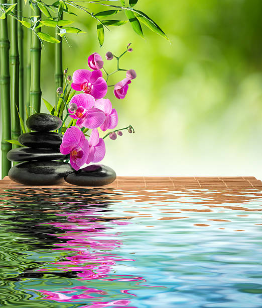 istock pink orchid, stones, and bamboo - on water 177166506