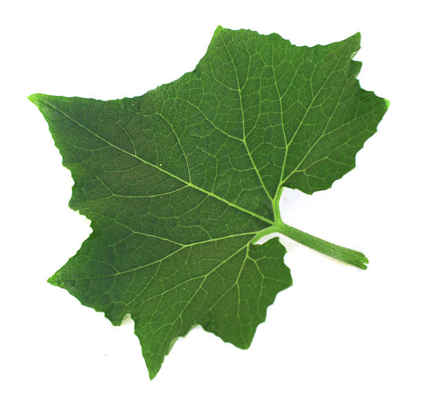 istock leaves of wax gourd 177167285