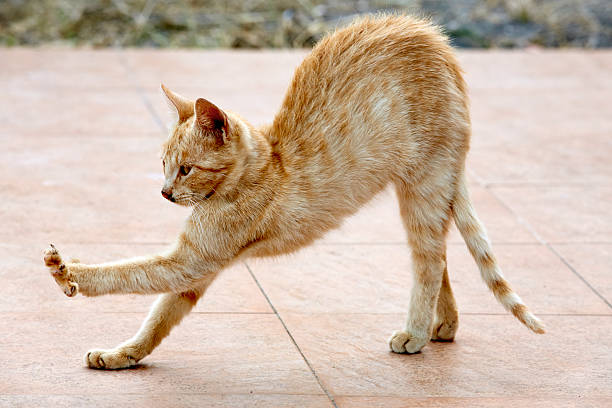 rote katze - hump - fotografias e filmes do acervo