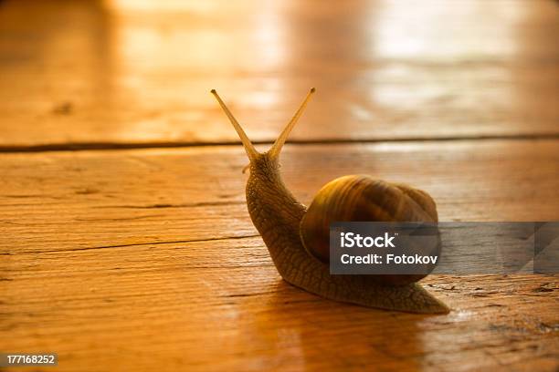 Chiocciola Sul Tavolo Di Legno - Fotografie stock e altre immagini di Animale - Animale, Antenna - Parte del corpo animale, Chiocciola - Gasteropode