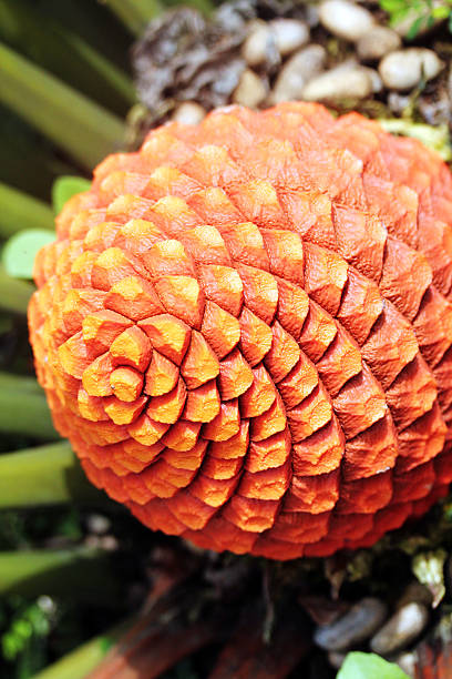 fruits closeup of blooming Zululand Cycad(Encephalartos Ferox) stock photo