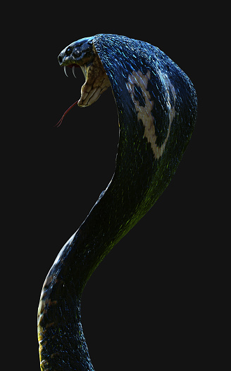 3d Illustration Close-Up of King cobra snake attack isolated on dark background with clipping path.