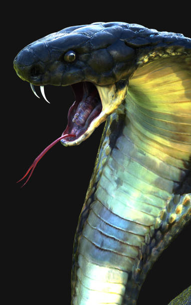 istock A Fantasy King Cobra Snake Isolated on A Black Background. 1771686220