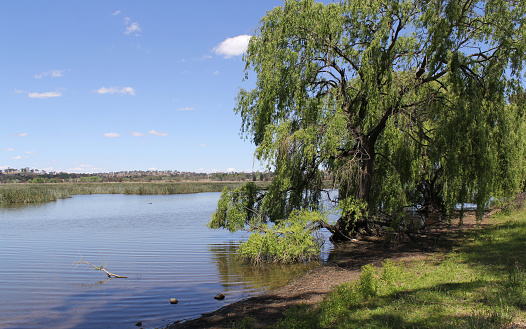 Willow tree next to a lake of water at Dangars Lagoon in New South Wales, Australia