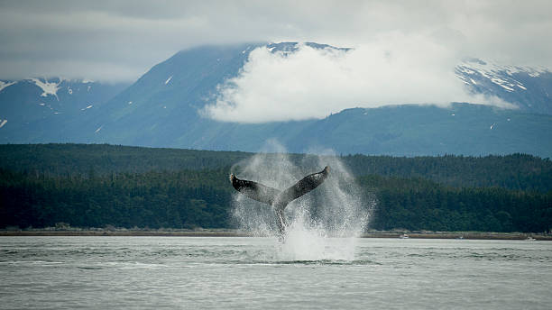 Whale Tail with Spray in Front on Mountainous Scenery stock photo