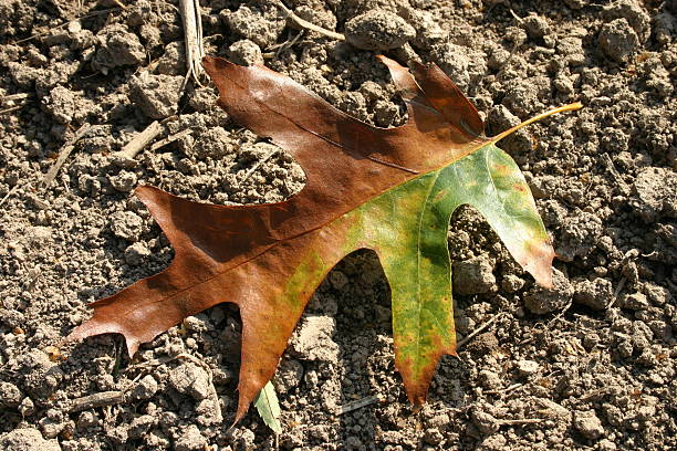 colorful leaf - foto’s van aarde stockfoto's en -beelden