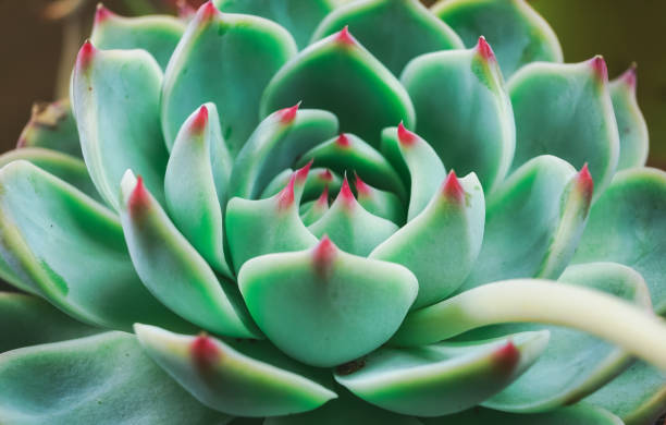 Amazing close up of an exotic succulent plant Amazing close up of an exotic succulent plant crassula stock pictures, royalty-free photos & images