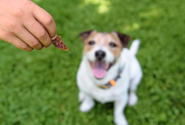 istock How to use dog treats for training, bonding and rewarding 1771704982