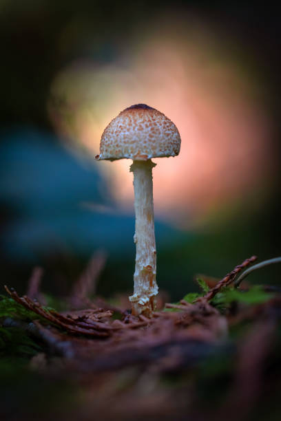 istock Mushroom Growing In The Forest 1771708807