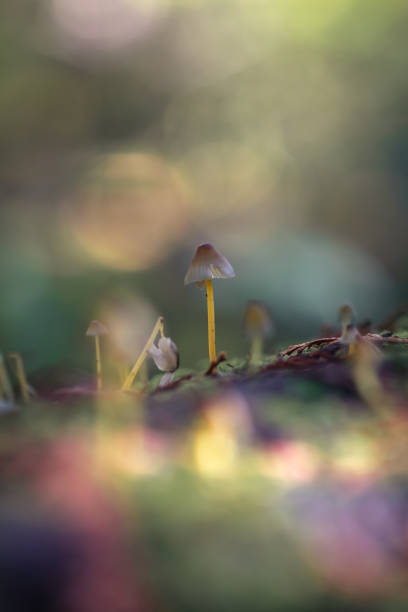 istock Mushroom Growing In The Forest 1771708810