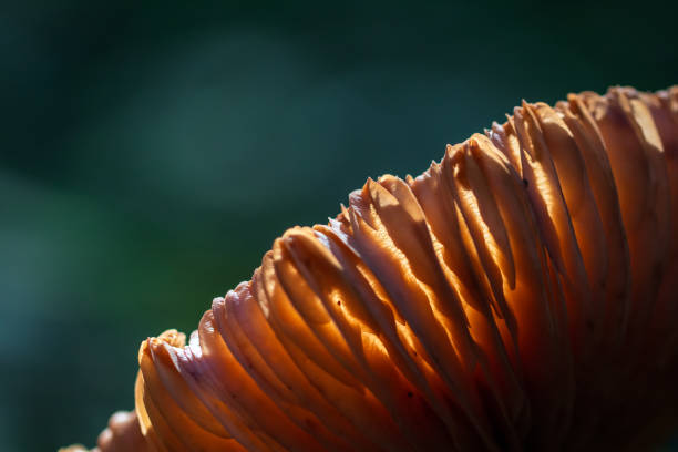 Wild mushroom growing in the lush rainforest on Vancouver Island.