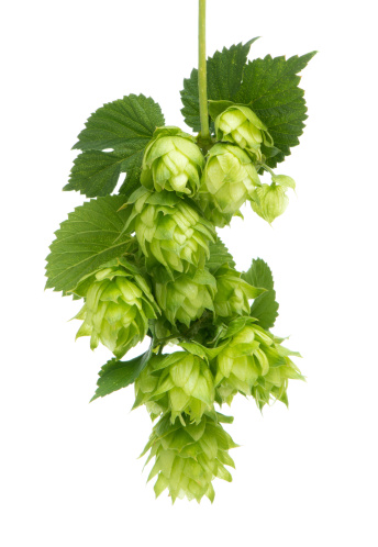 This is a quintessential cluster of fresh hop blossoms. the background is 255 white .