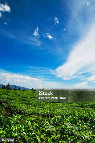 茶プランテーション - Horizonのストックフォトや画像を多数ご用意 - Horizon, インドネシア, コンセプト