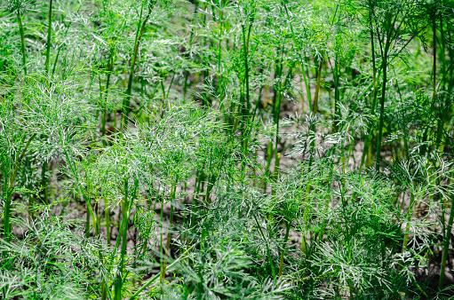 Healthy Eating. Green young organic dill grows in the garden.