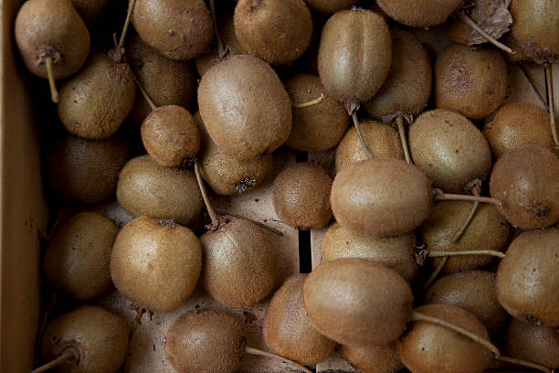 Kiwis with stem in crates at california farmers market stock photo