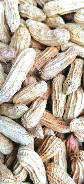 istock Boiled beans, a popular thaistreet food snack 1771744131