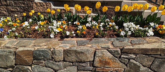 Nicely arranged tulips by the sidewalk, Washington DC, USA