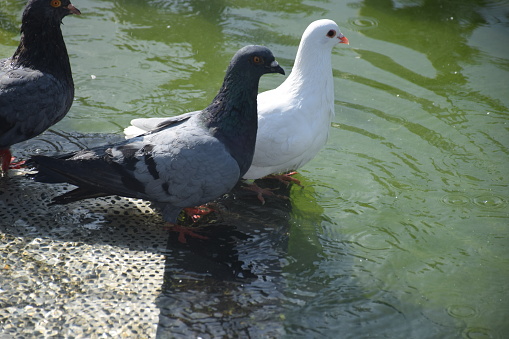 Pigeons sunbathe after bathing together in a pond, due to the hot weather