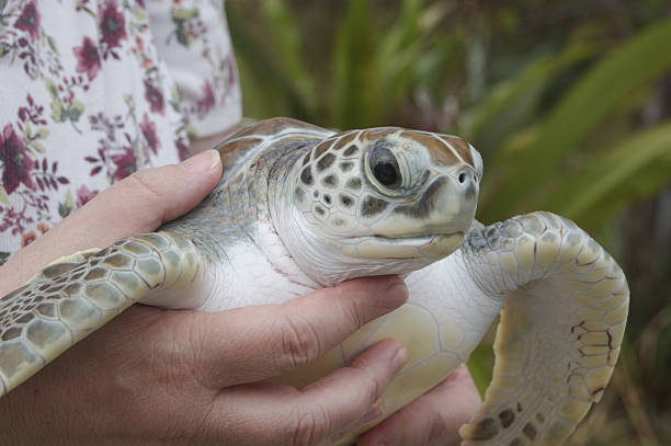 istock Sea Turtle In Hands Of Handler 177177026