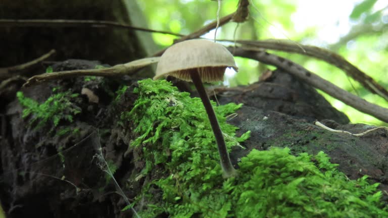 Mushroom on log with moss