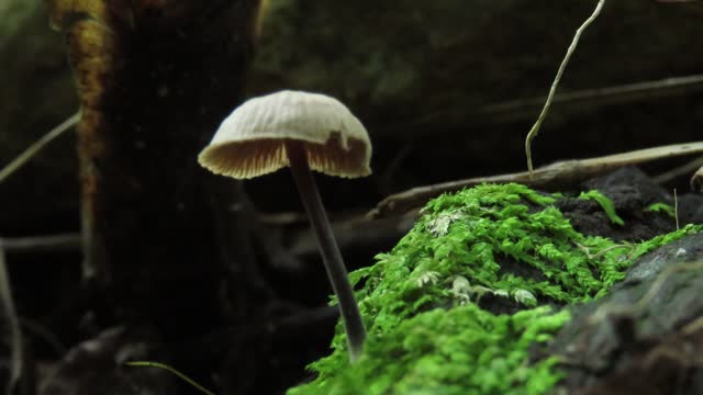 Mushroom on log with moss