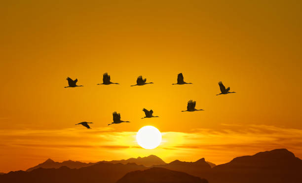 istock Graceful flight of birds in a V-formation 1771790539
